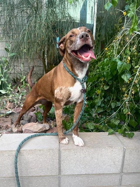CALLIE, an adoptable Catahoula Leopard Dog in Mesa, AZ