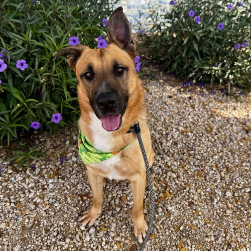 TANNER, an adoptable German Shepherd Dog in Mesa, AZ