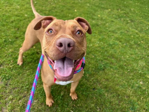 picture of the dog needing adoption
