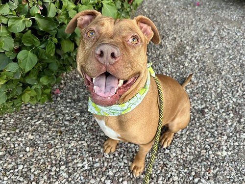 RAE, an adoptable American Pit Bull Terrier in Mesa, AZ