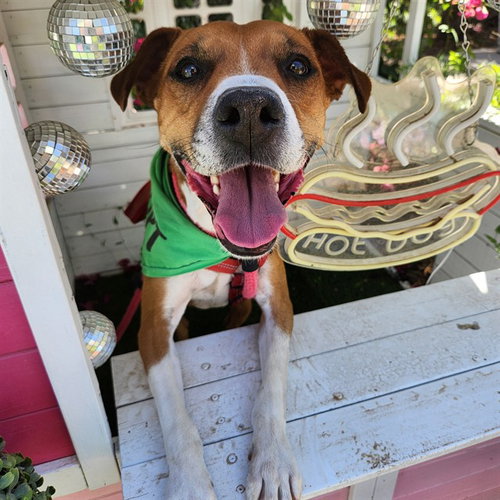 picture of the dog needing adoption
