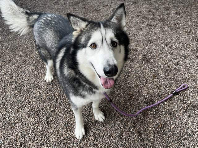 Alaskan Malamute