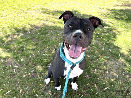 picture of the dog needing adoption