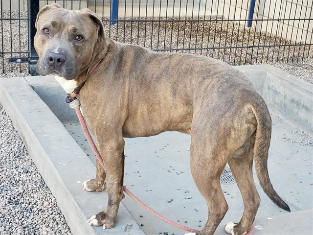 Pit Bull