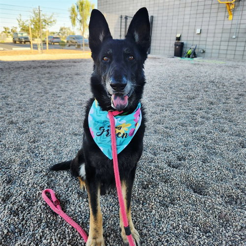 STERLING, an adoptable German Shepherd Dog in Mesa, AZ