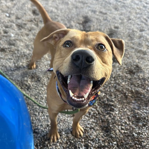 picture of the dog needing adoption