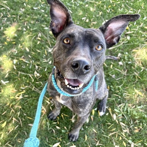 picture of the dog needing adoption
