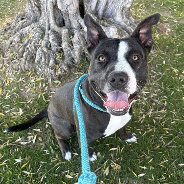 Pit Bull