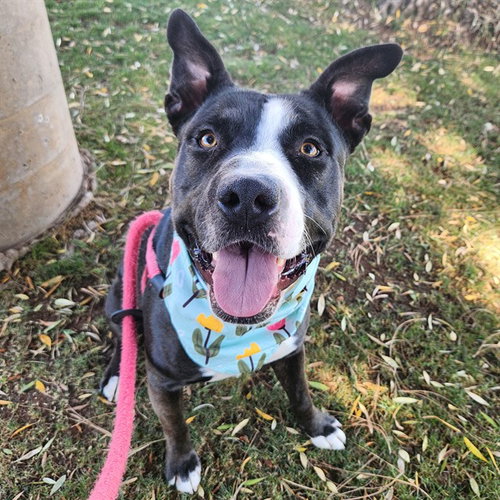 picture of the dog needing adoption