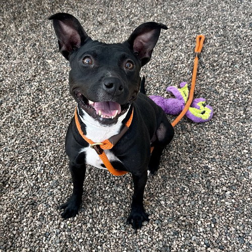 picture of the dog needing adoption