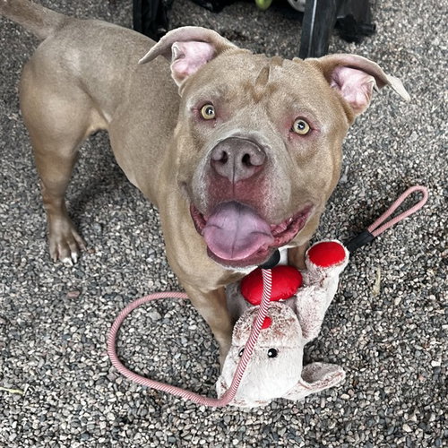 picture of the dog needing adoption