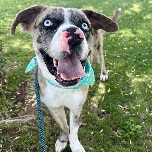 PICASSO, an adoptable Catahoula Leopard Dog in Mesa, AZ