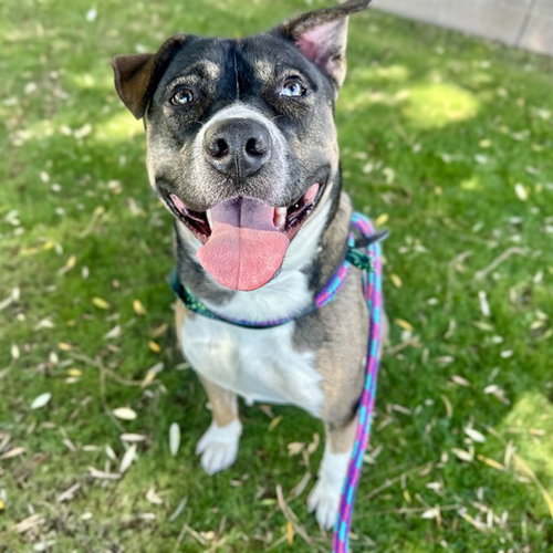 picture of the dog needing adoption