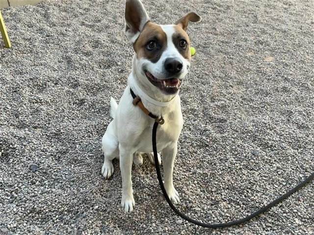 Queensland Heeler