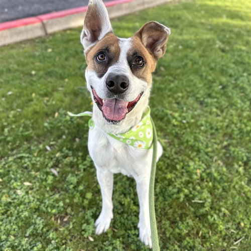 picture of the dog needing adoption