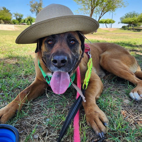 CEEJAY, an adoptable Labrador Retriever in Mesa, AZ
