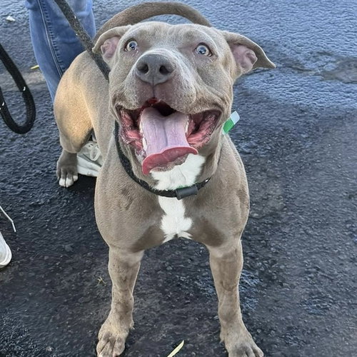 picture of the dog needing adoption