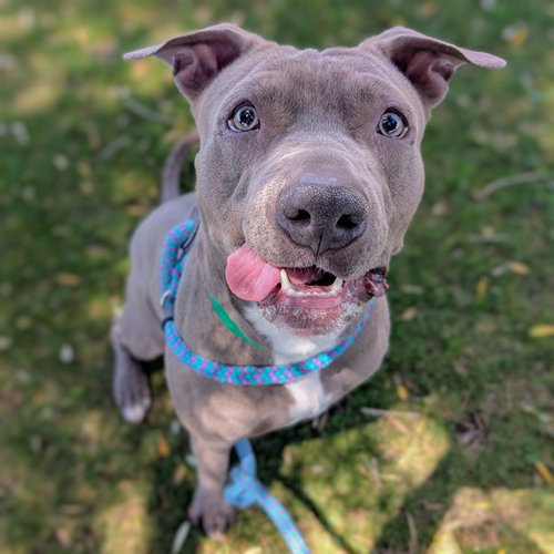 HOWDY, an adoptable American Pit Bull Terrier in Mesa, AZ