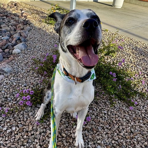 picture of the dog needing adoption