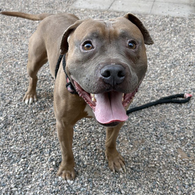 Pit Bull