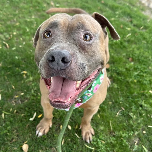 picture of the dog needing adoption