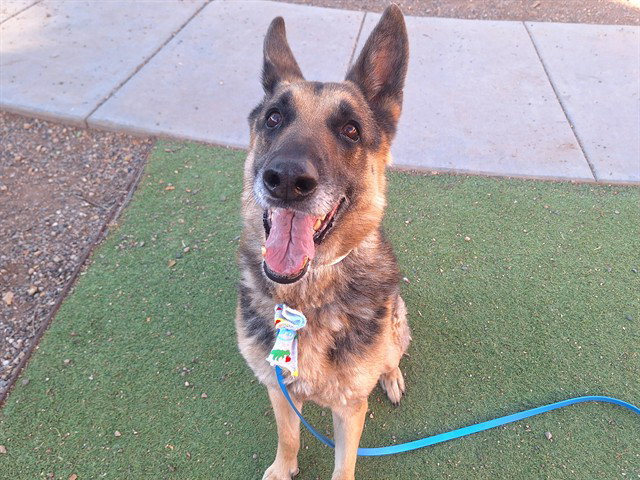 German Shepherd