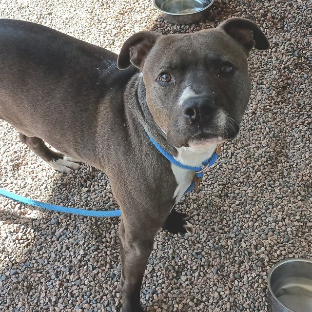 Pit Bull