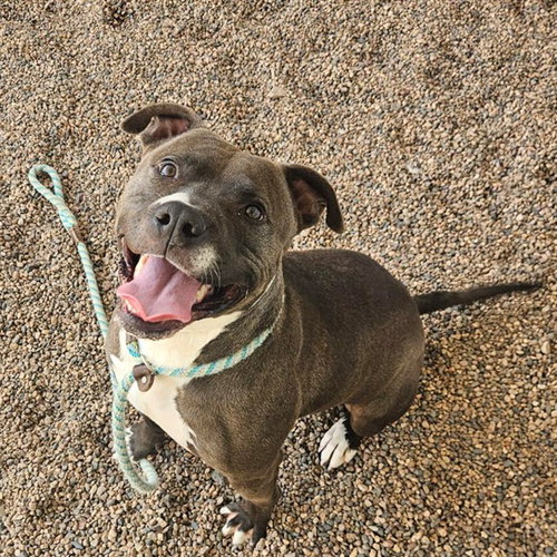 picture of the dog needing adoption