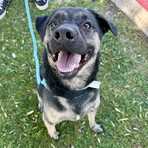 CHOP, an adoptable German Shepherd Dog in Mesa, AZ