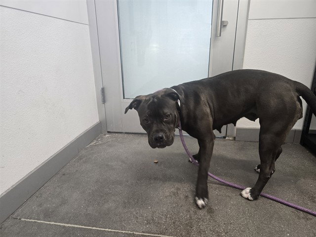 Pit Bull