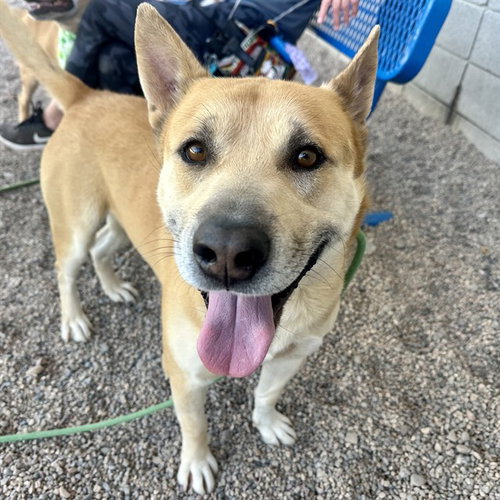ROJO, an adoptable Siberian Husky in Mesa, AZ