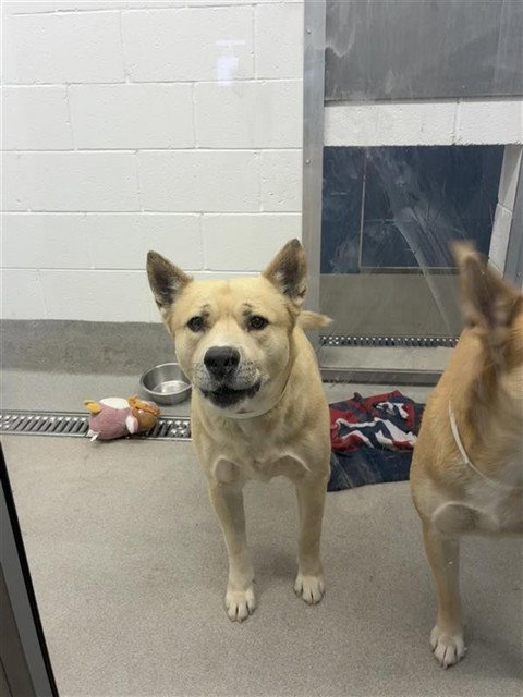 Siberian Husky