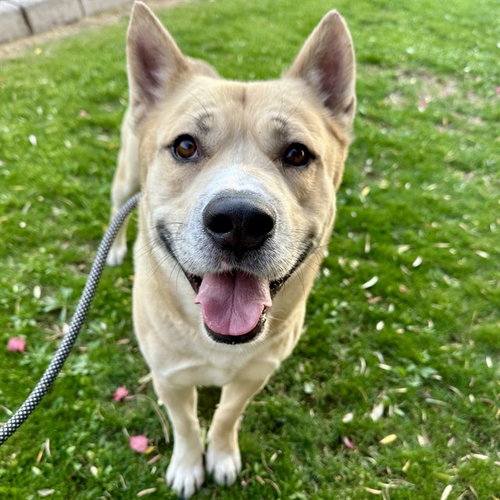 GUERO, an adoptable Siberian Husky in Mesa, AZ