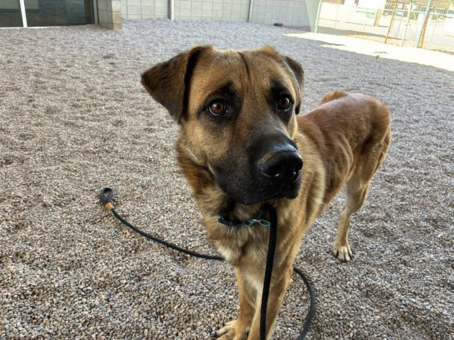 German Shepherd
