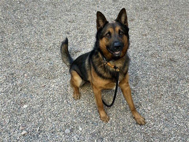 German Shepherd