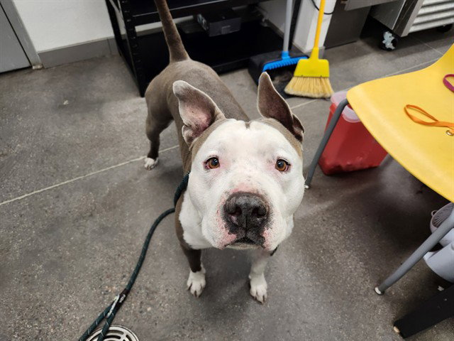 Pit Bull