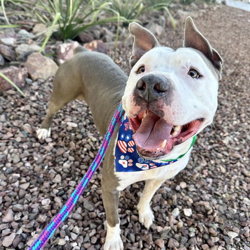 DOOBIE, an adoptable American Staffordshire Terrier in Mesa, AZ