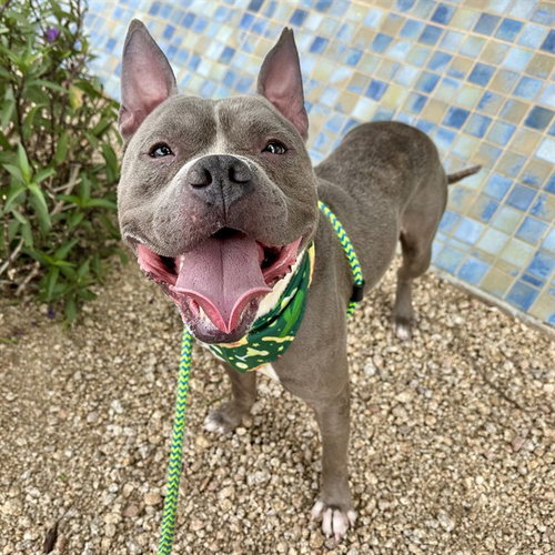 STITCH, an adoptable Staffordshire Bull Terrier in Mesa, AZ