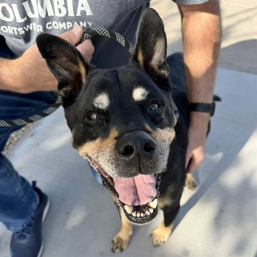 LOUIE, an adoptable Rottweiler in Mesa, AZ