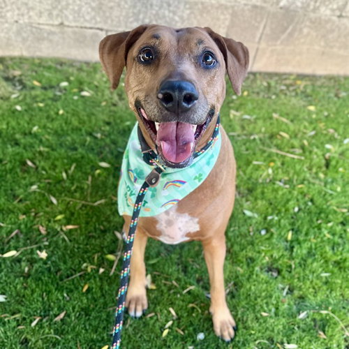 DAISY, an adoptable Rhodesian Ridgeback in Mesa, AZ