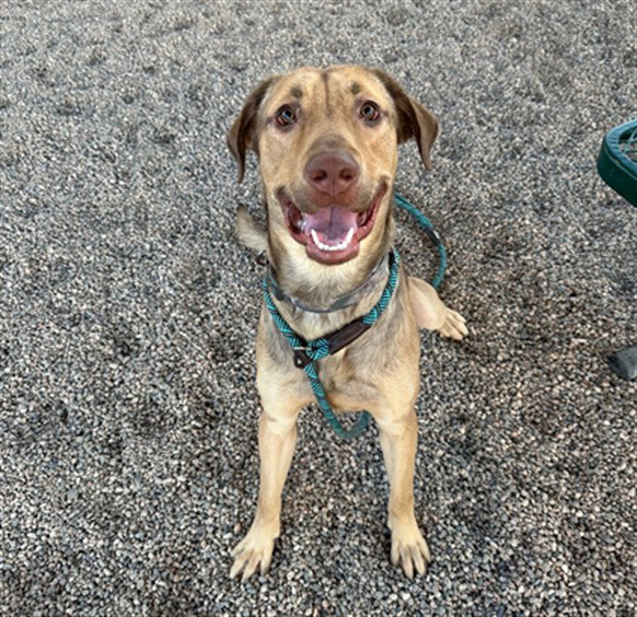 Labrador Retriever