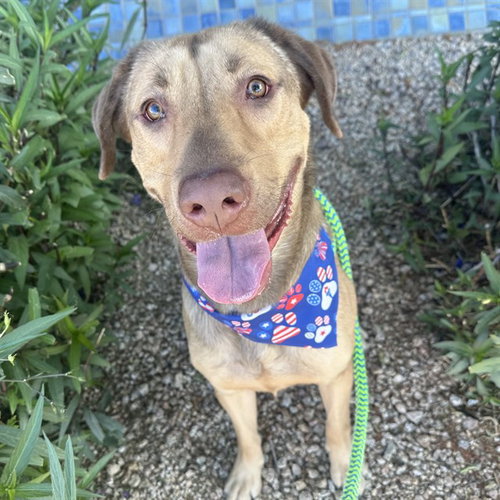 BRUNO, an adoptable Labrador Retriever in Mesa, AZ