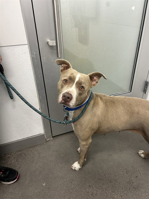 Pit Bull