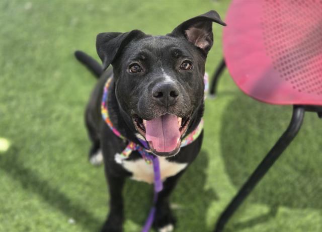 Nova