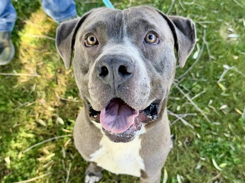 ZEEKE, an adoptable American Pit Bull Terrier in Mesa, AZ