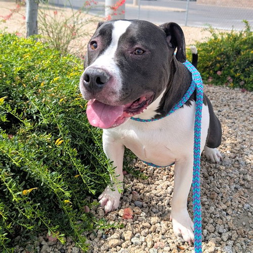 EDDIE, an adoptable American Pit Bull Terrier in Mesa, AZ