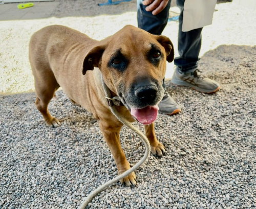 DANDELION, an adoptable German Shepherd Dog in Mesa, AZ