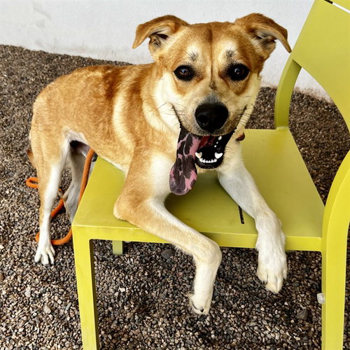 JACK, an adoptable Chow Chow in Mesa, AZ