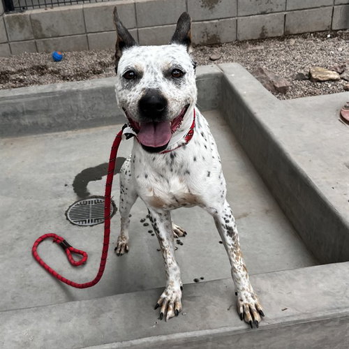 MARTY, an adoptable Queensland Heeler in Mesa, AZ