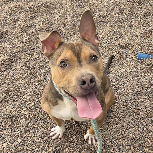 BENJI, an adoptable Australian Cattle Dog in Mesa, AZ